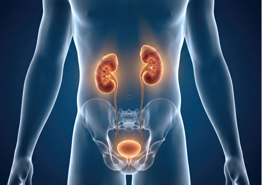Urinary Symptoms Bladder Health
